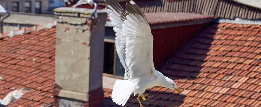 Residential Chimney Animal Removal Solution in Ada, OK